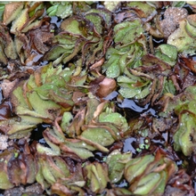 Invasive Species